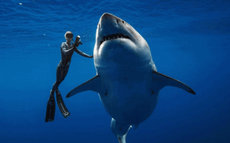 Penyelam Wanita ini Berhadapan dengan hiu putih