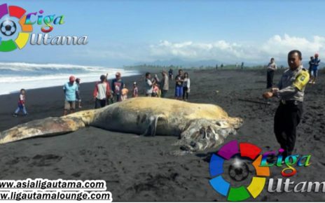 Bangkai Ikan Paus Terdampar di Pesisir Pantai Selatan Lumajang