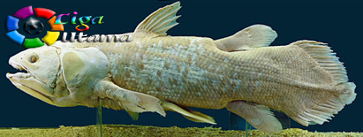 Ikan Purba Coelacanth Dapat Hidup Hingga 100 Tahun.